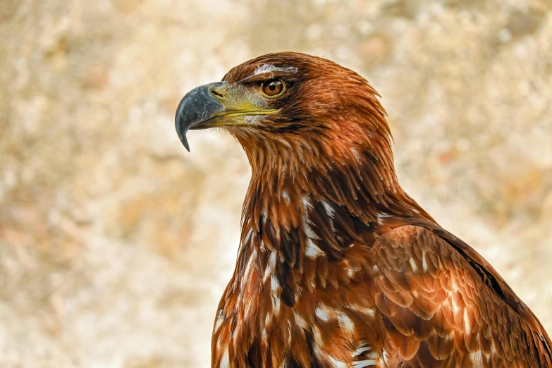 a close up of a bird of prey, pexels contest winner, renaissance, 🦩🪐🐞👩🏻🦳, an afghan male type, portrait of tall, young female