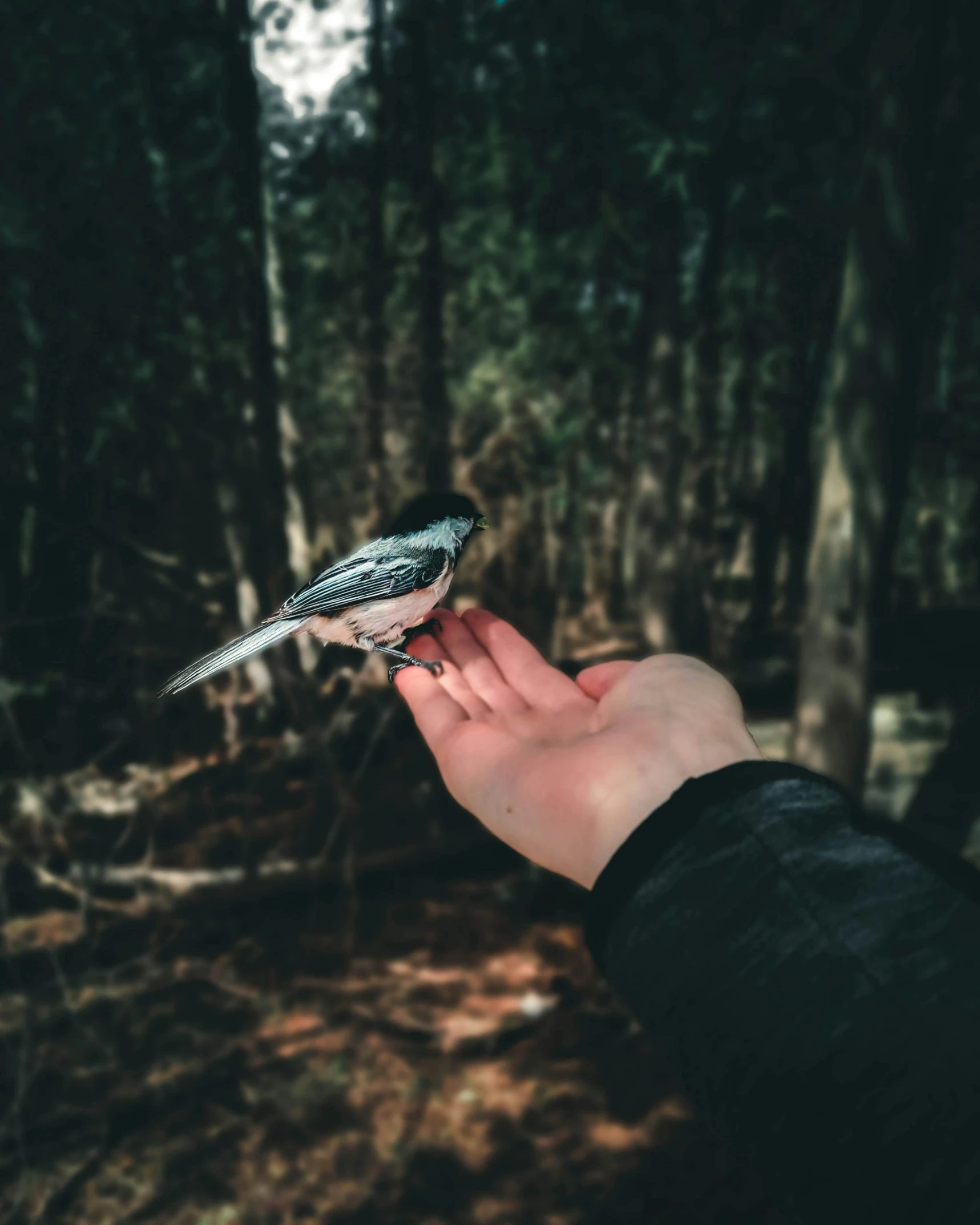 a person holding a small bird in their hand, inspired by Elsa Bleda, pexels contest winner, william penn state forest, boreal forest, lecherous pose, slightly pixelated