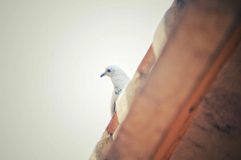 a white bird sitting on top of a roof, a photo, unsplash, medium format. soft light, porcelain skin ”, photograph ”, a wooden