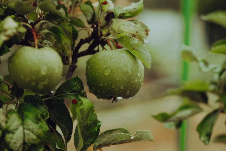 a bunch of green apples hanging from a tree, unsplash, under rain, background image, hydroponic farms, well built