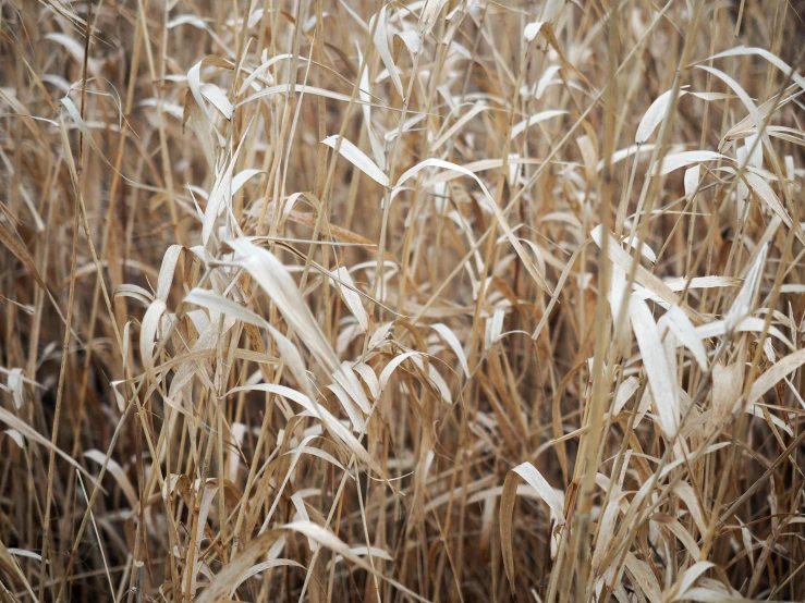 a fire hydrant sitting in the middle of a field of tall grass, inspired by Elsa Bleda, unsplash, visual art, gradient brown to white, frosted texture, tall grown reed on riverbank, texture detail