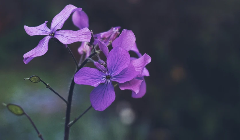 a close up of a purple flower on a stem, pexels contest winner, an isolated hydrangea plant, lobelia, soft light 4 k in pink, against dark background