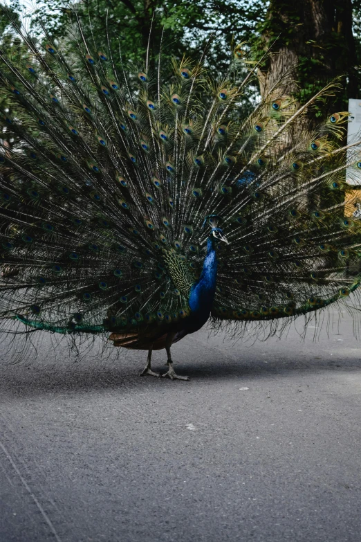 a peacock standing on the side of a road, an album cover, pexels contest winner, street view, fan favorite, looking at you, taken in the mid 2000s