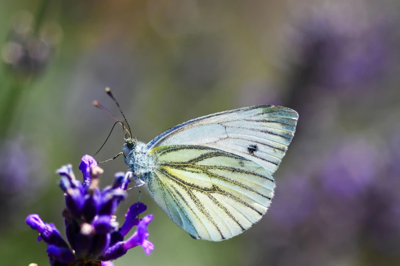 a butterfly sitting on top of a purple flower, glowing veins of white, color ( sony a 7 r iv, istock, white pearlescent