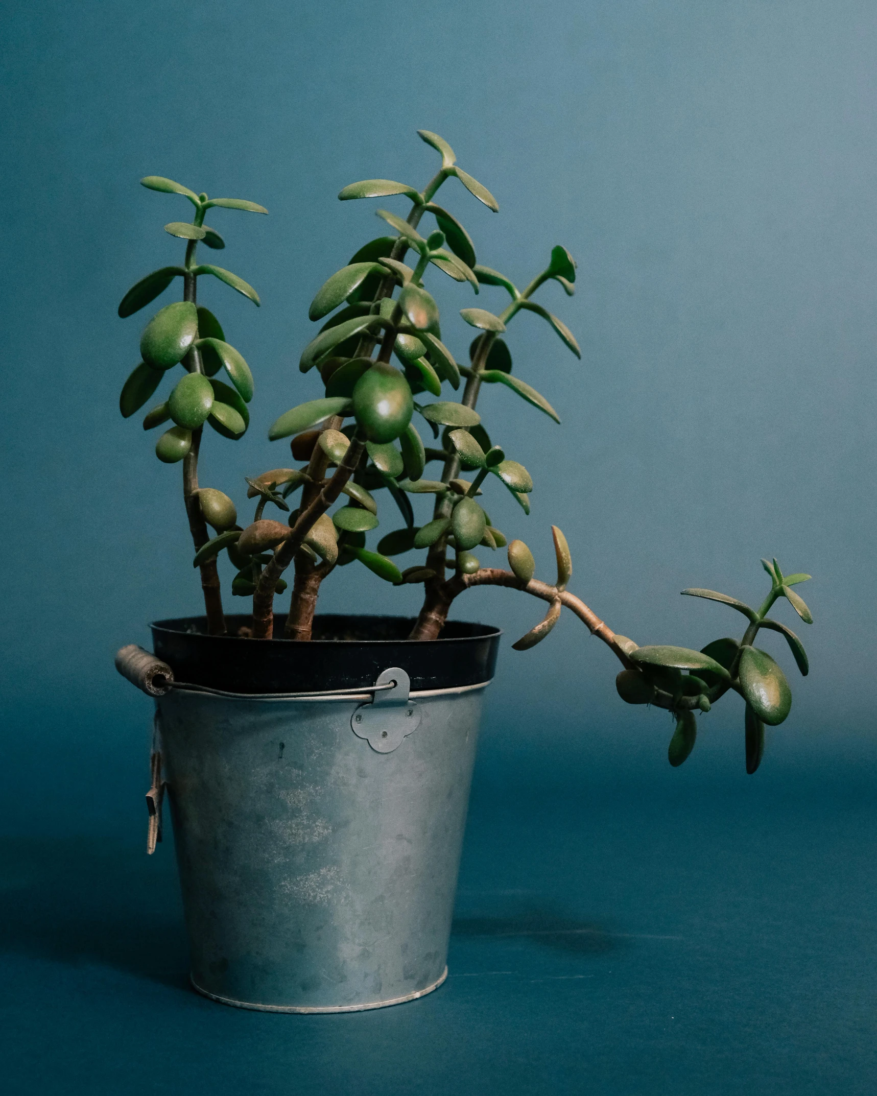 a potted plant sitting on top of a table, by Elsa Bleda, trending on unsplash, photorealism, jellybeans, 🐿🍸🍋, manuka, on a gray background