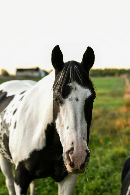 a black and white horse standing next to a black and white horse, unsplash, late summer evening, square nose, today\'s featured photograph 4k, green mane