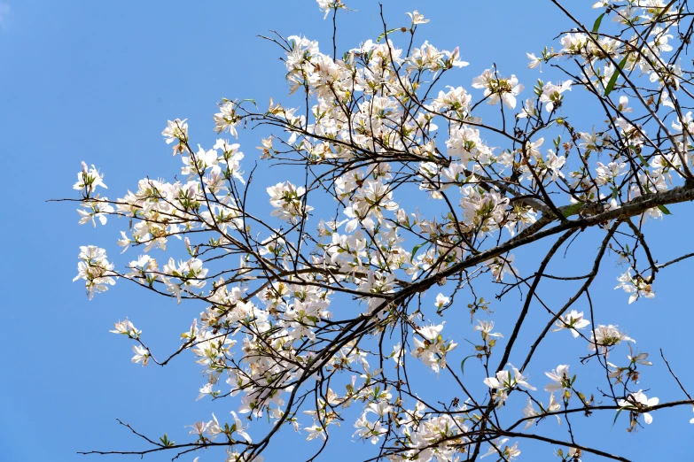 a tree with white flowers against a blue sky, by Carey Morris, unsplash, fan favorite, magnolias, nuttavut baiphowongse, clematis like stars in the sky