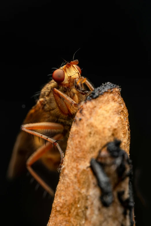 a close up of a fly on a piece of wood, by Jesper Knudsen, in front of a black background, eating rotting fruit, slide show, stacked image