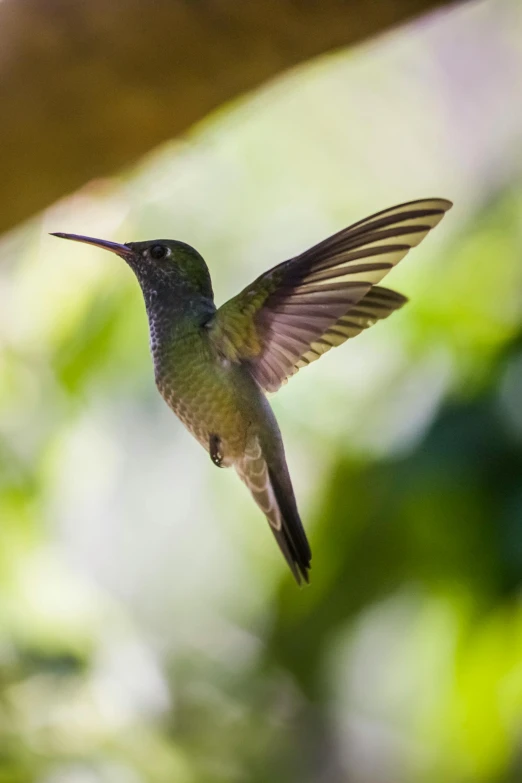a bird that is flying in the air, flying above a tropical forest, the emerald herald in the garden, highly upvoted, thin antennae