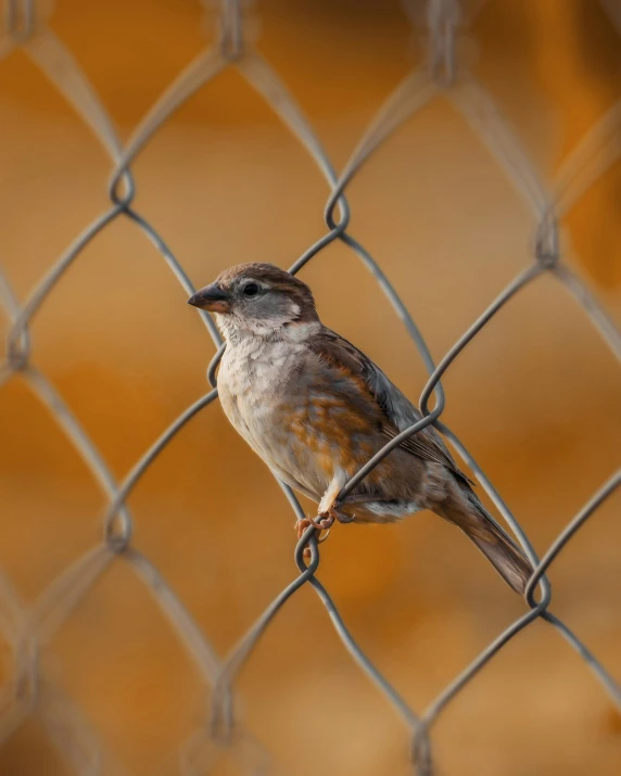 a small bird sitting on top of a chain link fence, posing for a picture