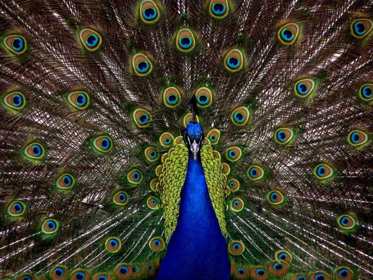 a peacock with it's feathers spread out, an album cover, pexels contest winner, 🦩🪐🐞👩🏻🦳, full frame shot, blue, realistic colorful photography