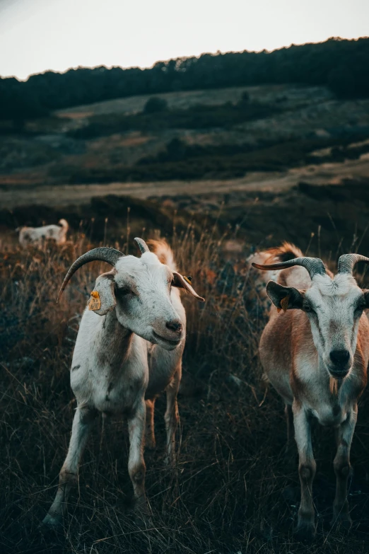 a herd of goats standing on top of a grass covered field, by Matija Jama, trending on unsplash, renaissance, late evening, low quality photo, three animals, cinematic image