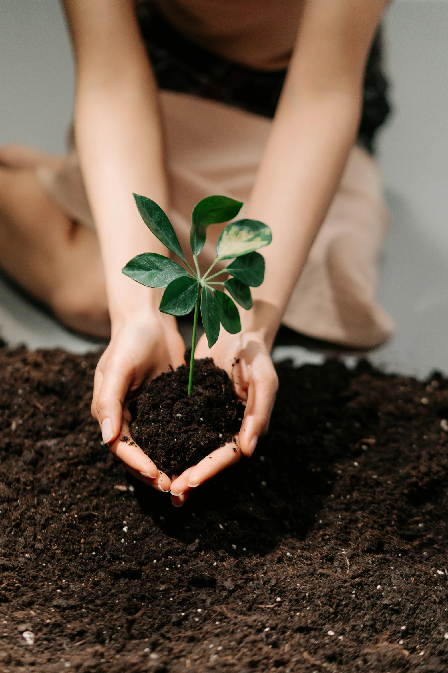 a woman holding a plant in her hands, pexels contest winner, realistic dirt, all growing inside an enormous, product introduction photo, digging