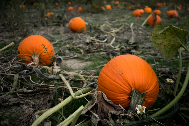 a field filled with lots of orange pumpkins, a portrait, unsplash, crashed in the ground, profile image
