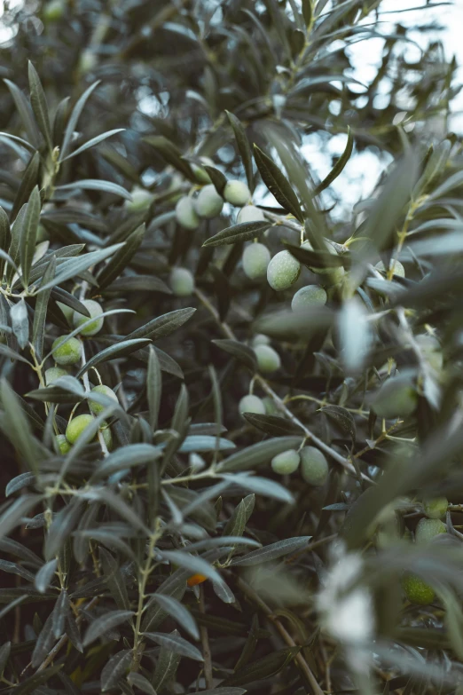 a bunch of green olives hanging from a tree, trending on unsplash, grey, full frame image, bushes, grain”