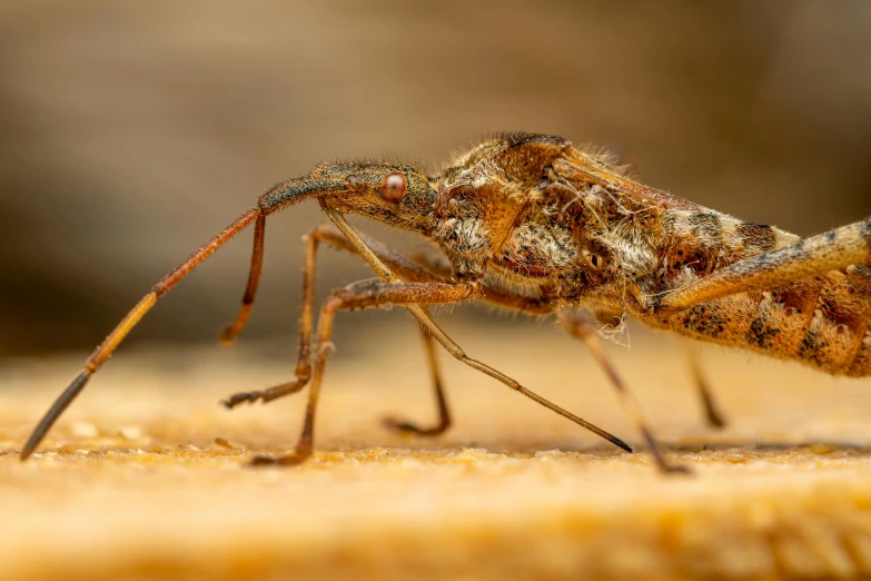 a bug sitting on top of a piece of bread, a macro photograph, by Peter Churcher, trending on pexels, photorealism, a horned, young male, a wooden, buggy