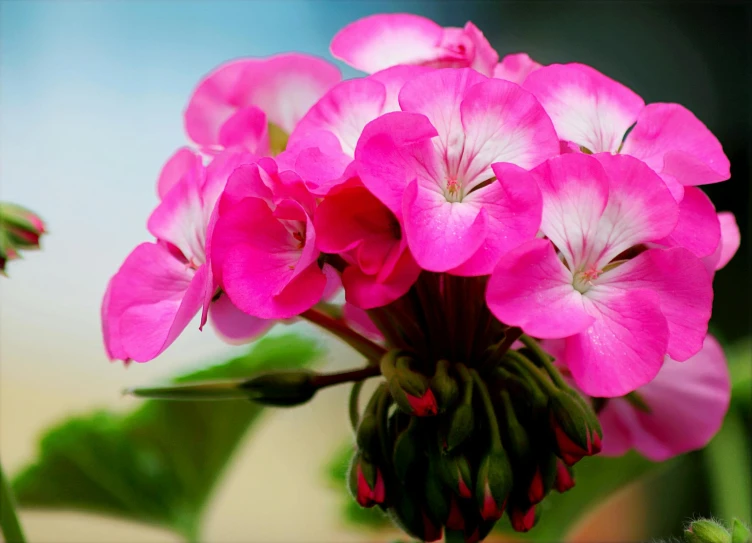 a close up of a pink flower with green leaves, a digital rendering, unsplash, verbena, fan favorite, low-angle shot, bouquet