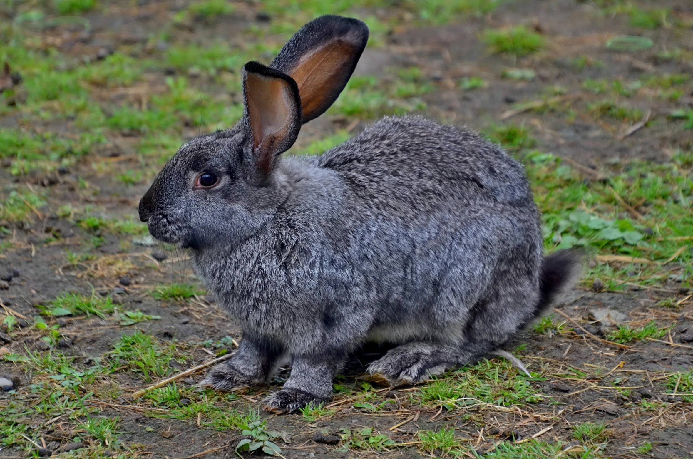 a rabbit that is sitting in the grass, gray mottled skin, instagram picture, large ears, smoky