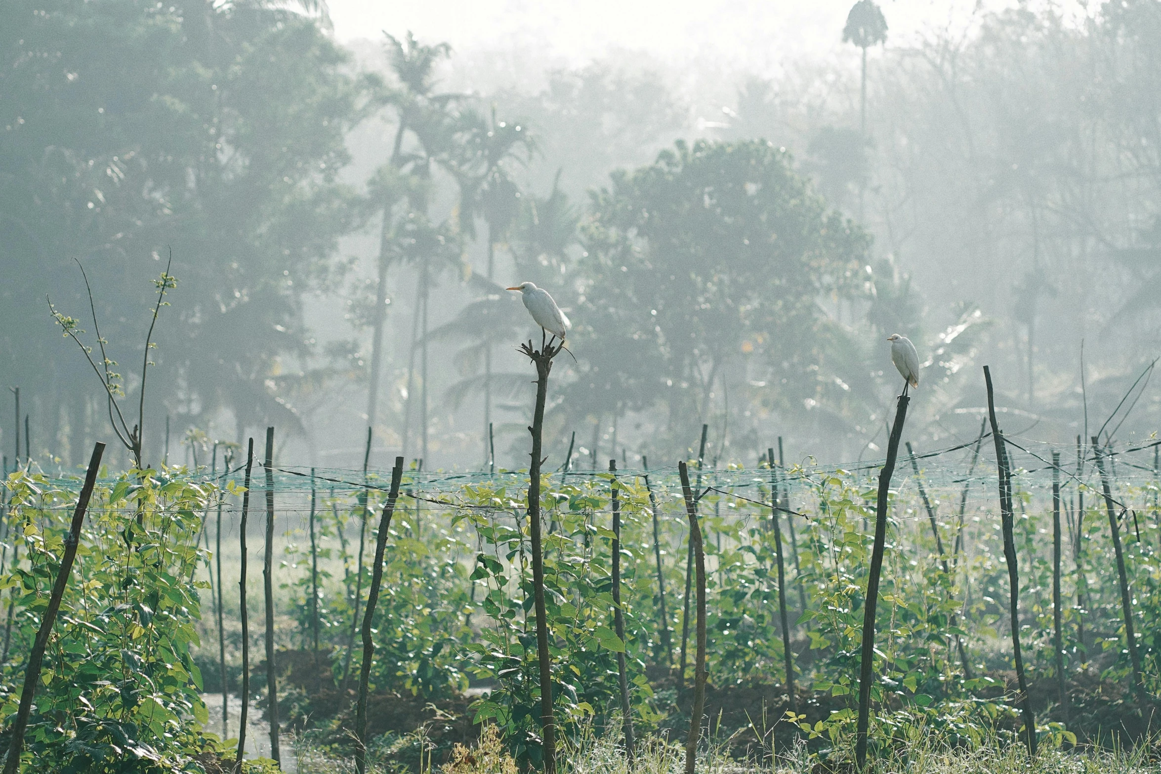 a group of birds standing on top of a lush green field, hurufiyya, foggy jungle, vines hanging down, college, farming