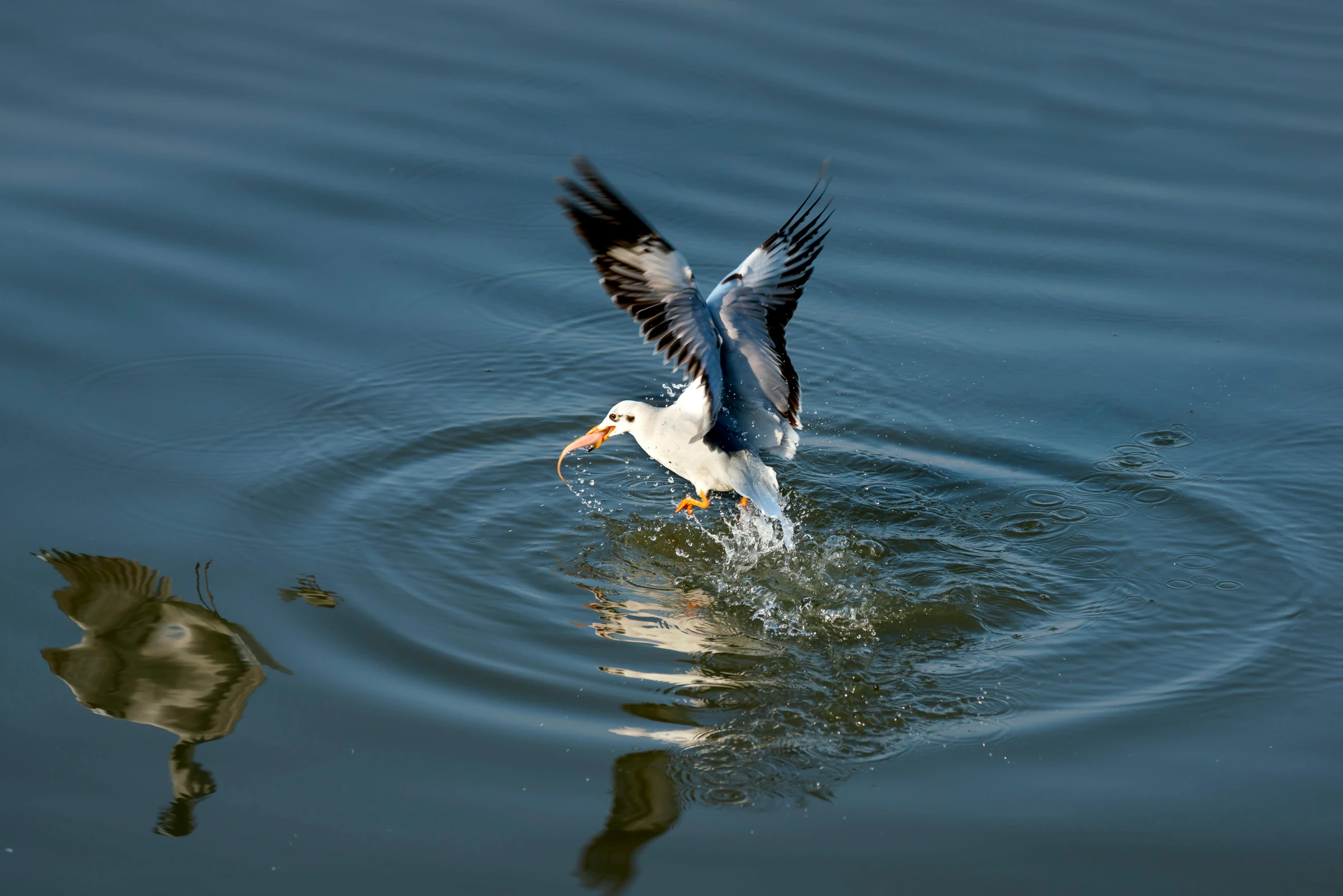 a seagull flying over a body of water with a fish in it's mouth, by Jan Tengnagel, pexels contest winner, hurufiyya, fishing, twirling, 2 0 2 2 photo, scott radke