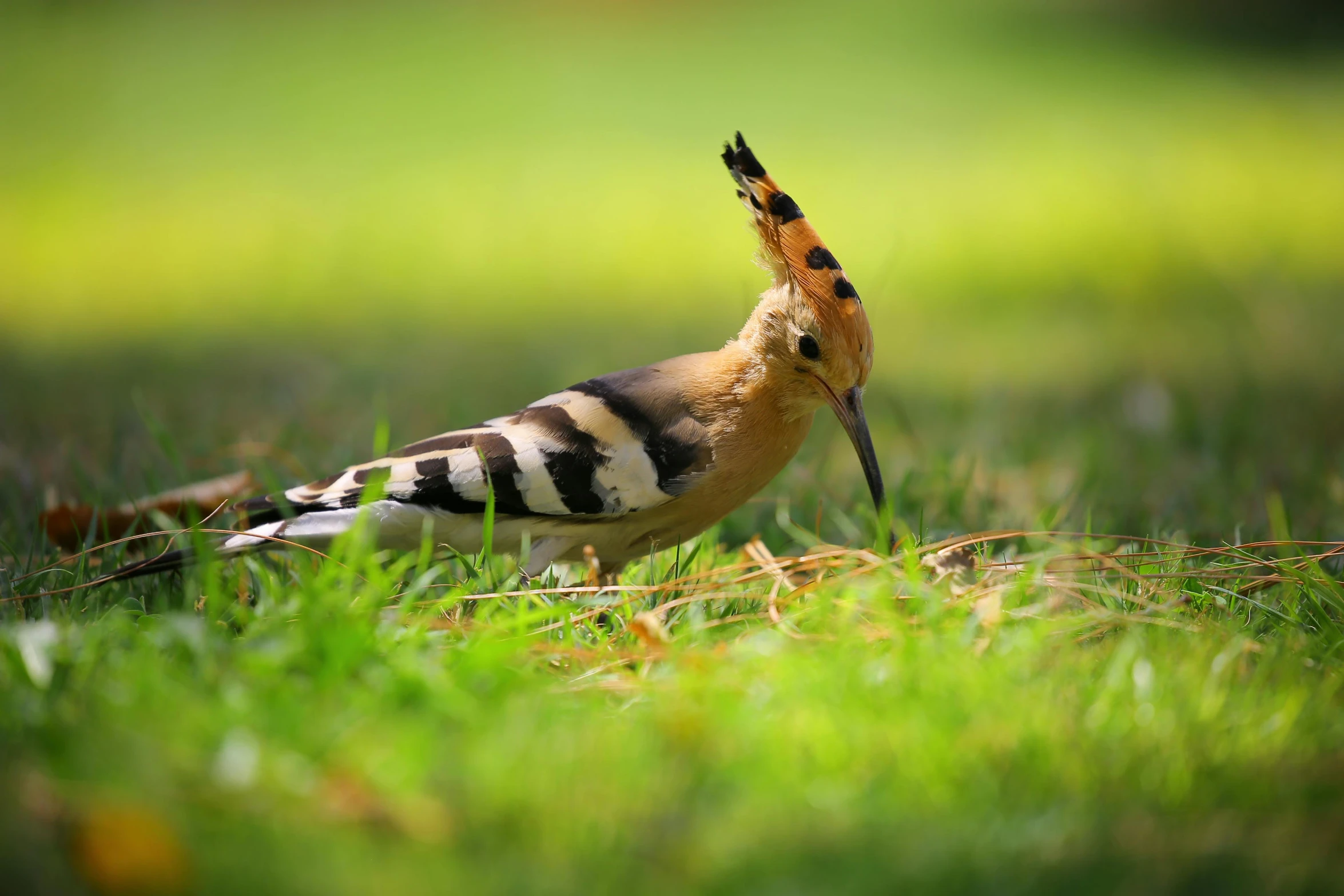 a bird that is standing in the grass, feathers exotic morphing hoopoe, 2019 trending photo, animation, no crop