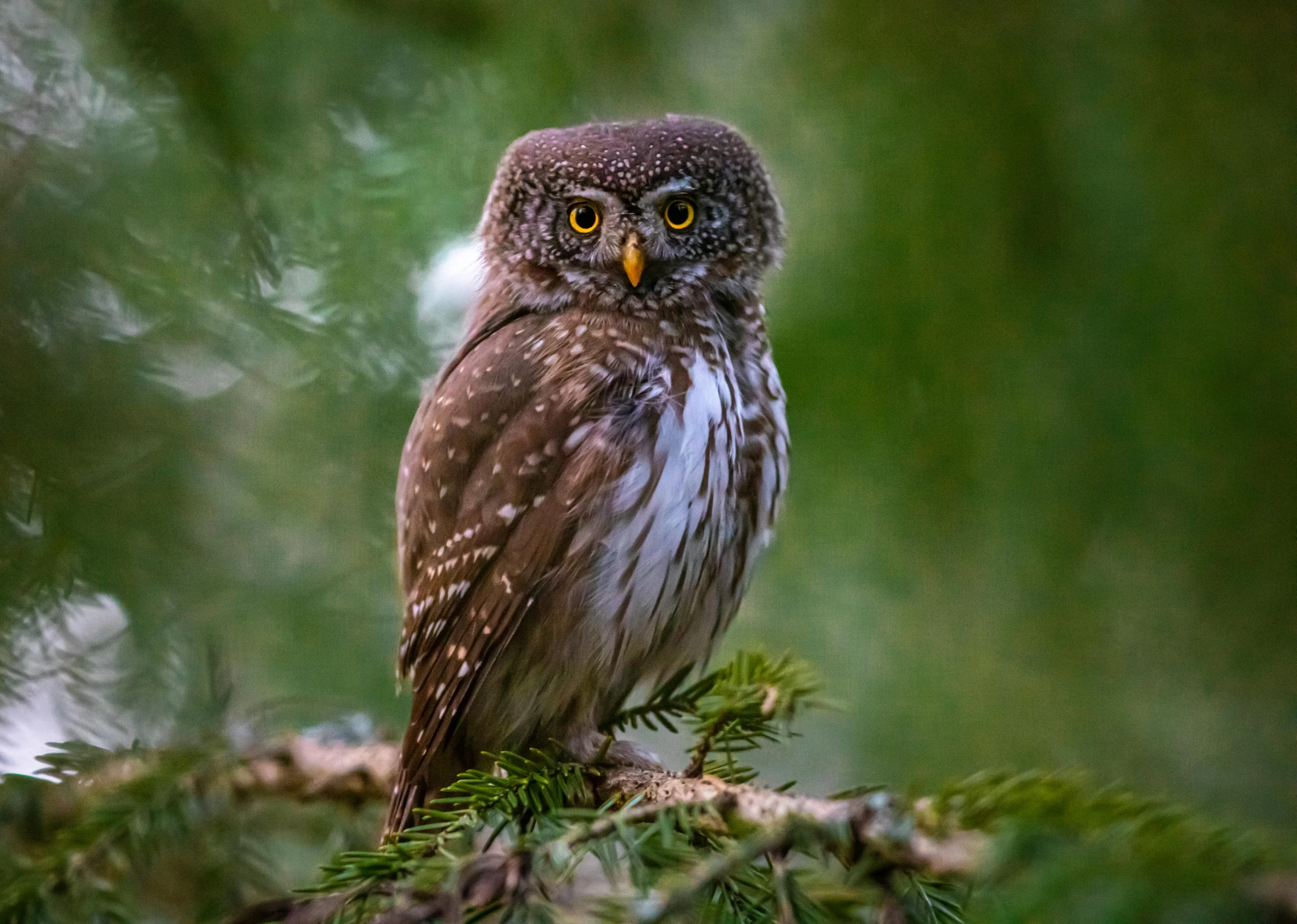 a small owl sitting on top of a tree branch, a portrait, by Jesper Knudsen, pexels contest winner, cute forest creature, minn, speckled, rounded eyes