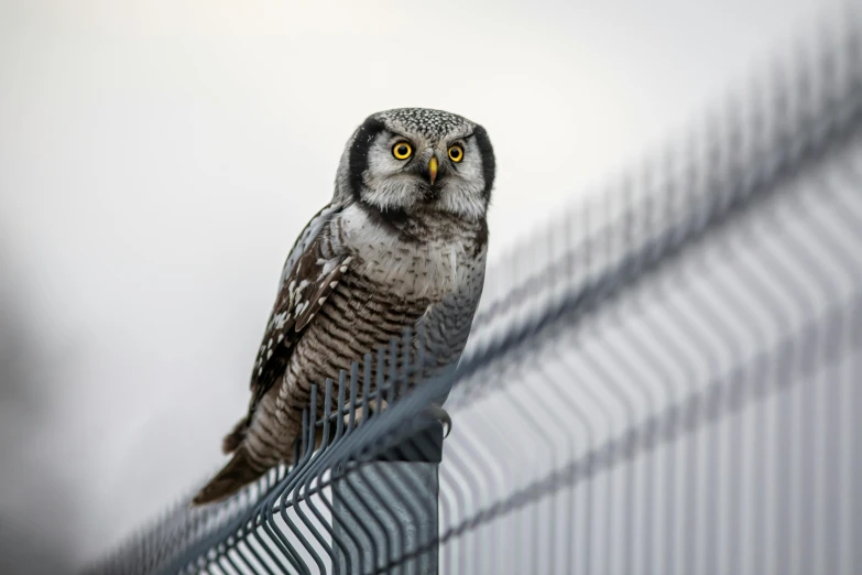 a close up of a bird on a fence, by Mathias Kollros, pexels contest winner, alien owl, silver eyes full body, observation deck, national geographic photo