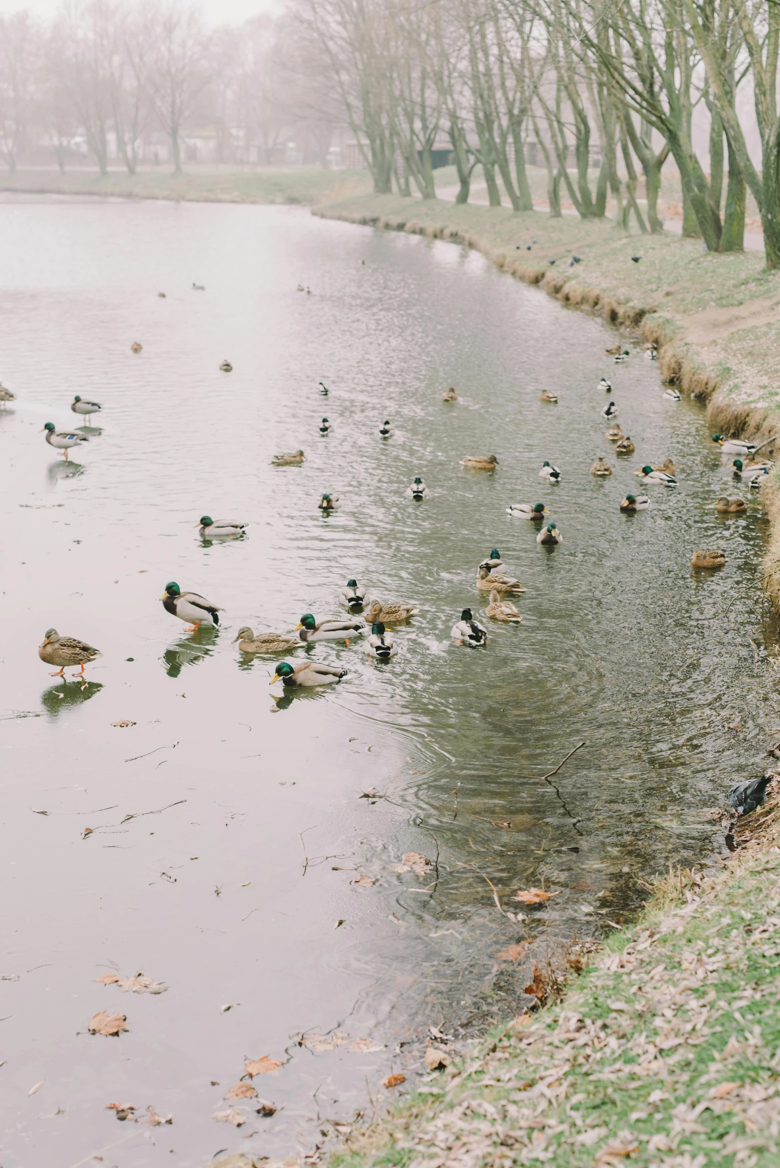 a number of ducks near a body of water, kodak portra, park landscape, alessio albi, low quality photo