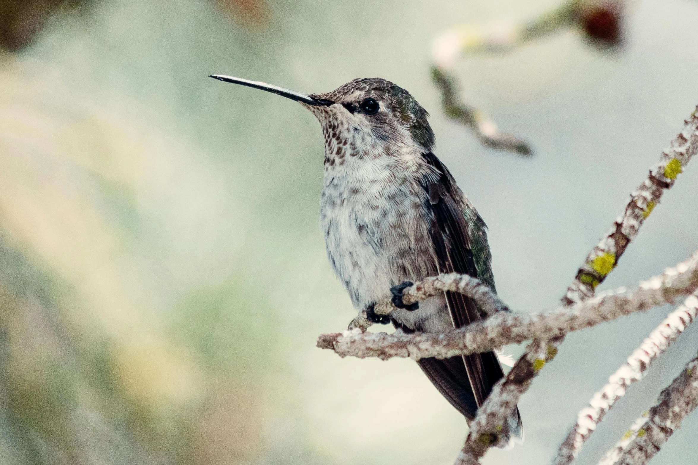 a small bird sitting on top of a tree branch, a portrait, trending on pexels, bee hummingbird, gray mottled skin, fan favorite, museum quality photo