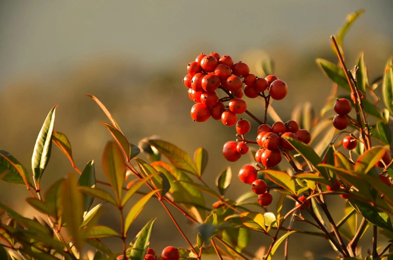 a bush with red berries and green leaves, by Eglon van der Neer, unsplash, hurufiyya, red and orange colored, coast, slide show, clathrus - ruber