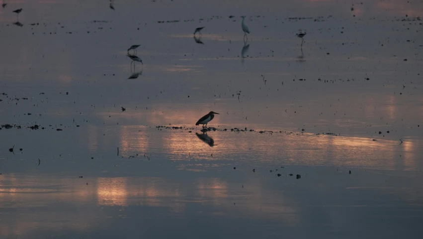 a bird that is standing in the water, at dawn, birds in the distance