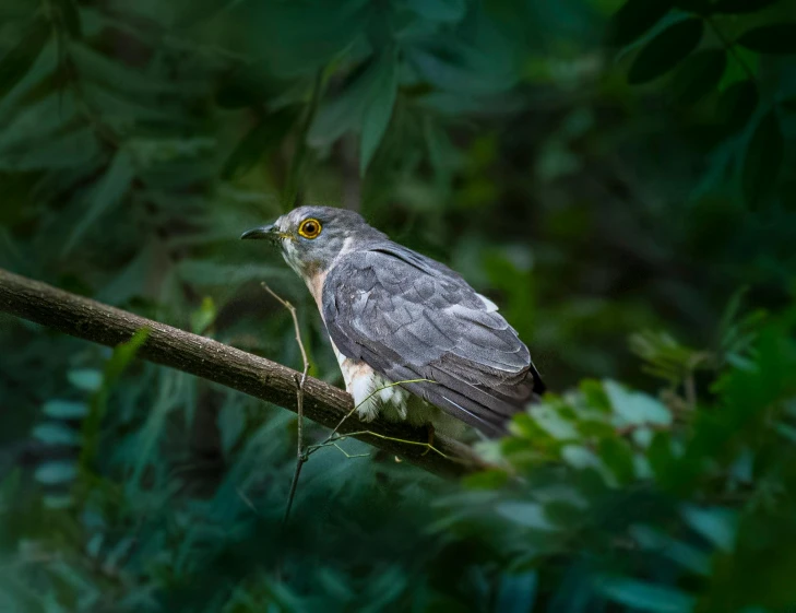 a bird sitting on top of a tree branch, pexels contest winner, hurufiyya, large grey eyes, in deep forest hungle, museum quality photo, off camera flash