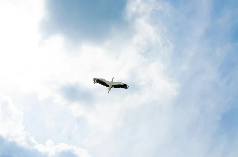 a large bird flying through a cloudy blue sky, unsplash, hurufiyya, crane shot, minimalist photo, white, rectangle