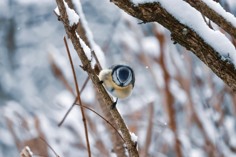 a small bird sitting on top of a tree branch, by Jacob Kainen, pexels contest winner, snow camouflage, blue and yellow fauna, birdseye view, slide show