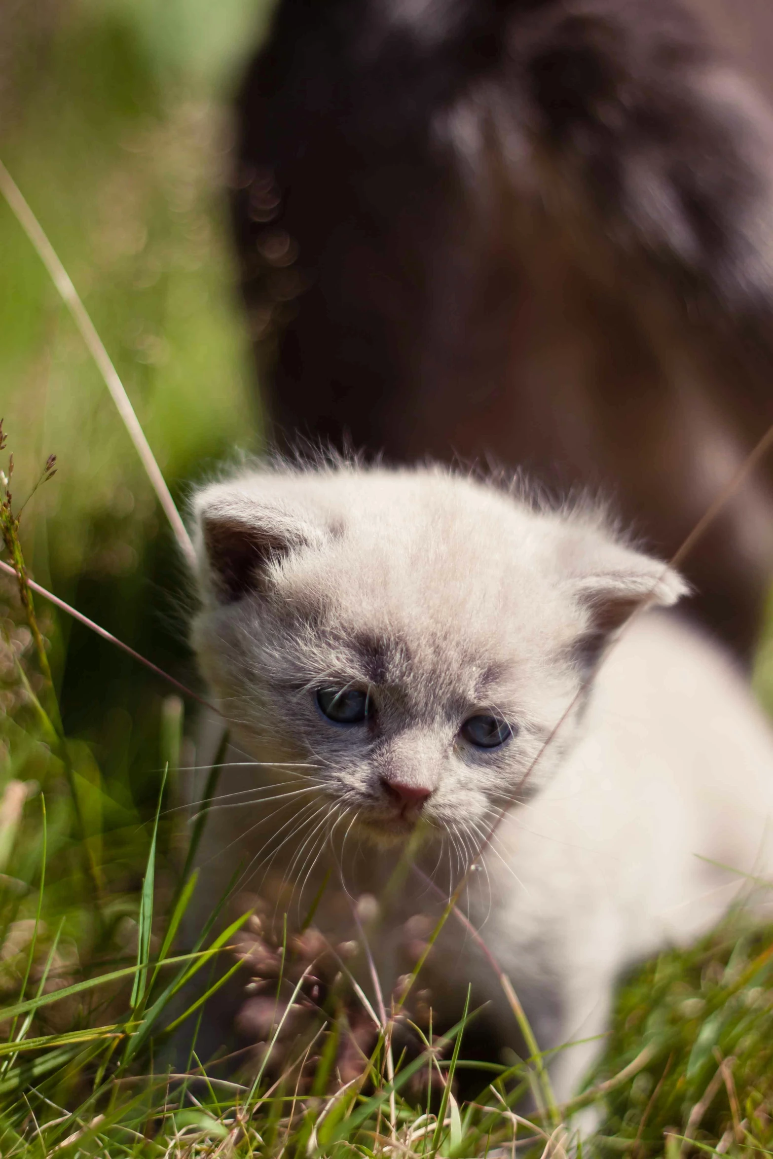 a small kitten sitting on top of a lush green field, by Jan Tengnagel, unsplash, silver haired, closeup 4k, walking, grayish