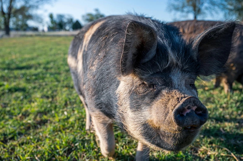 a pig standing on top of a lush green field, profile image