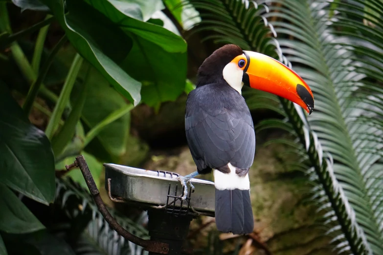 a black and white bird sitting on top of a metal bowl, in the jungle, 🦩🪐🐞👩🏻🦳, dark grey and orange colours, breakfast at las pozas