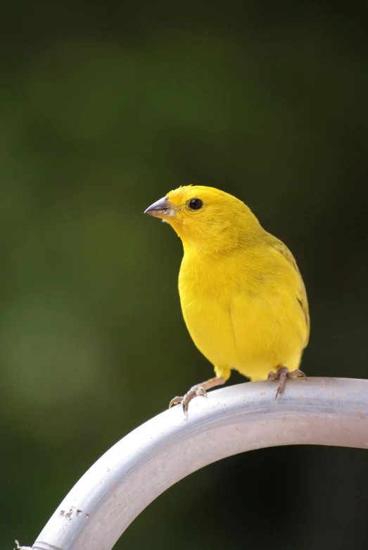 a yellow bird sitting on top of a metal pole