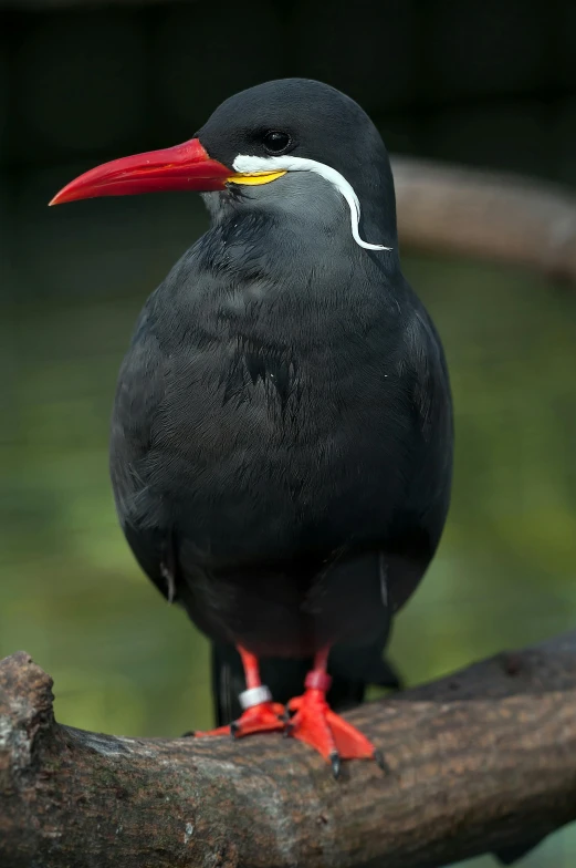 a black bird with a red beak sitting on a branch, by Peter Churcher, gazing at the water, large antennae, toucan, close - up profile