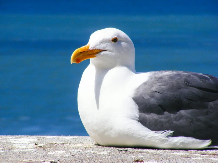 a close up of a bird near a body of water, by Mandy Jurgens, pexels contest winner, seagull, resting, bright sunny day, profile image