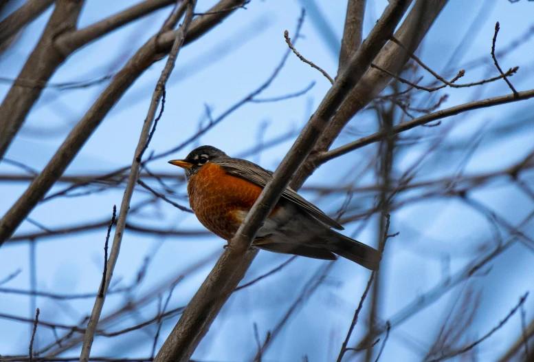 a small bird sitting on top of a tree branch, by Greg Rutkowski, pexels contest winner, robin, 🦩🪐🐞👩🏻🦳, a high angle shot, profile image