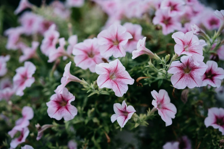 a close up of a bunch of pink flowers, trending on pexels, morning glory flowers, white and pink, potted plants, a 35mm photo