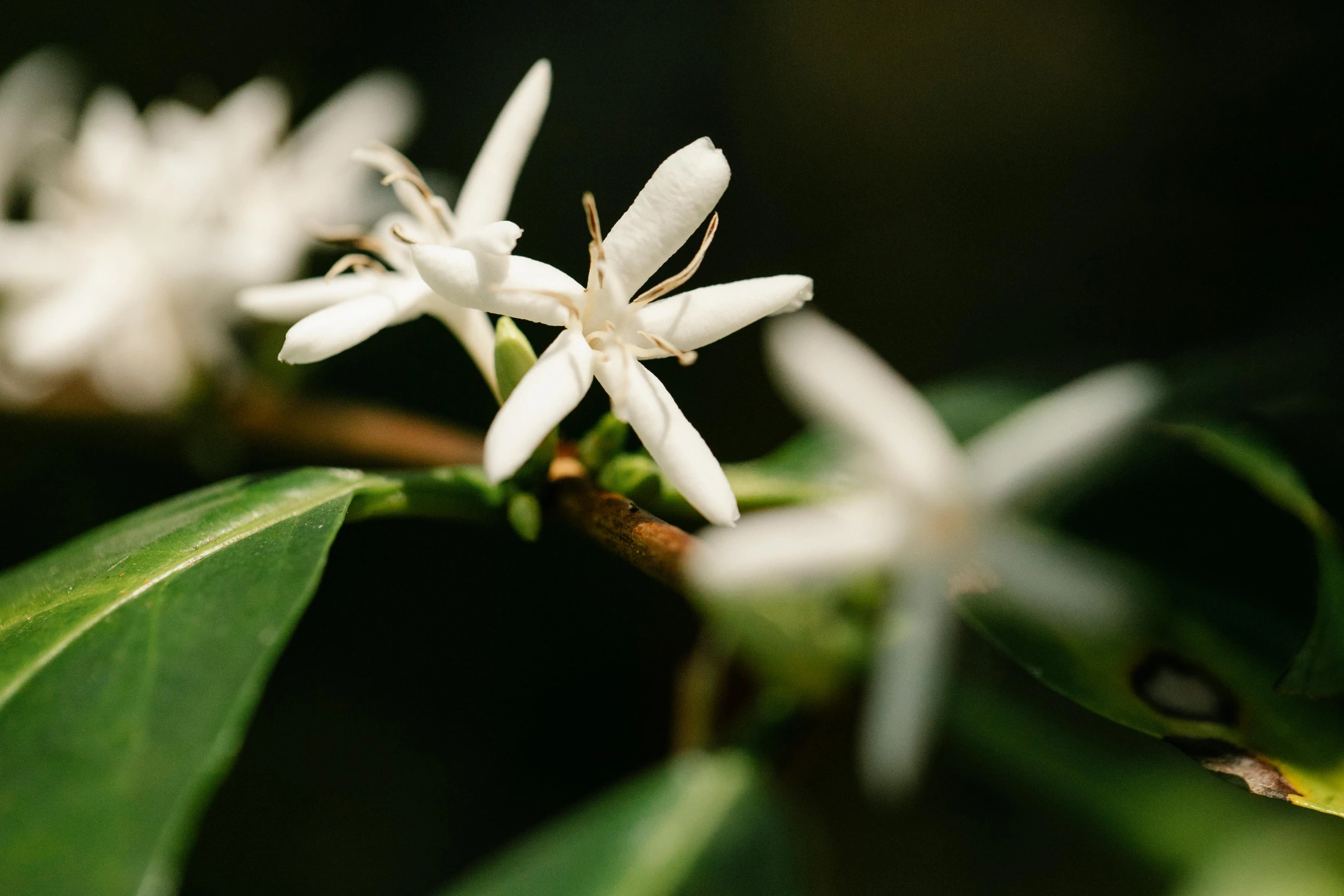 a close up of some white flowers on a tree, a macro photograph, trending on unsplash, hurufiyya, arabica style, amongst coffee beans and flowers, star born, orange plants