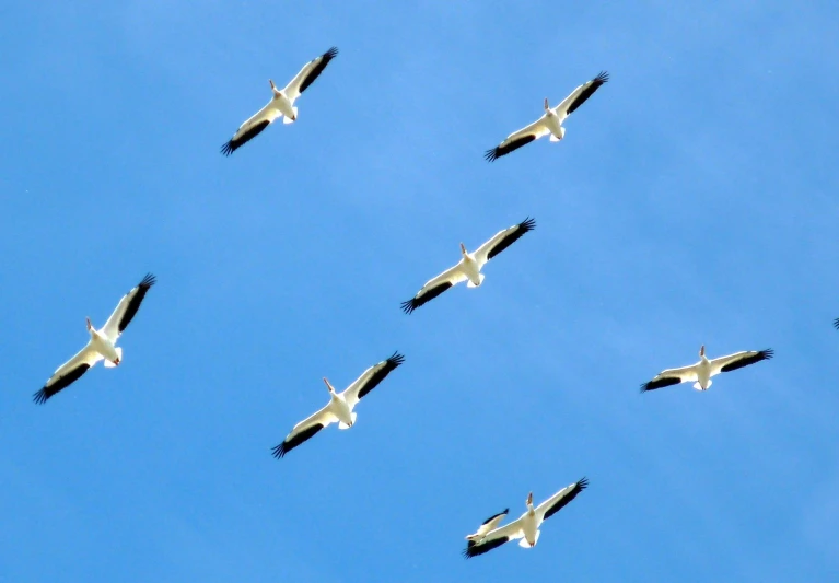 a flock of birds flying through a blue sky, pexels contest winner, biplanes, new zeeland, wings of fire, flying saucers