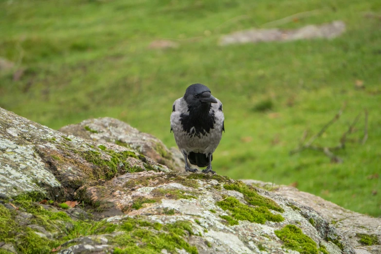 a black and white bird sitting on top of a rock, cornwall, covered in moss, crow, back facing the camera