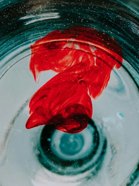 a red flower floating in a glass of water, by Anna Haifisch, trending on unsplash, process art, koi colors, abstract claymation, an upside down urinal, stained dirty clothing