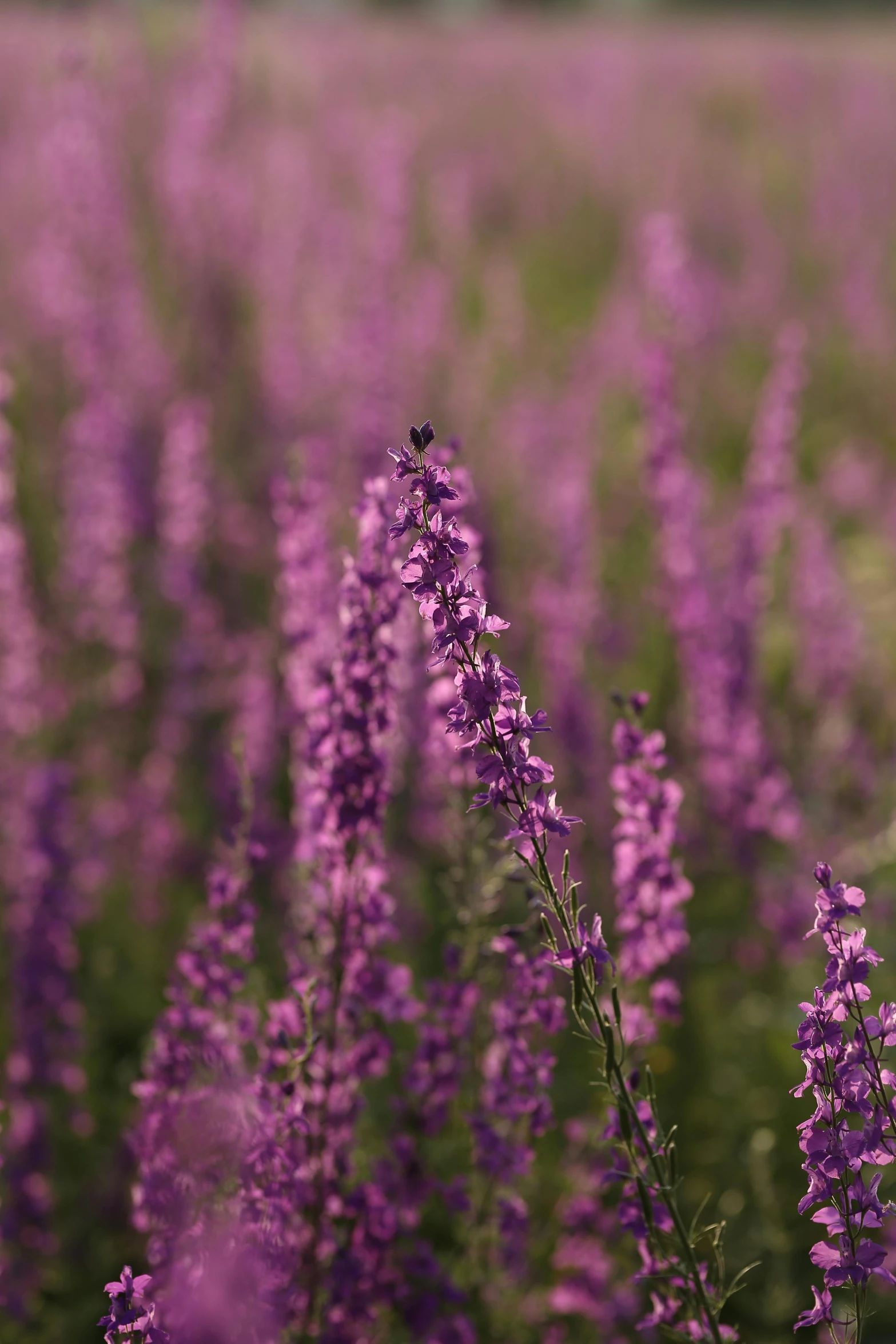 a field full of purple flowers with trees in the background, a digital rendering, trending on pexels, salvia droid, warm light, detail shot, vanilla