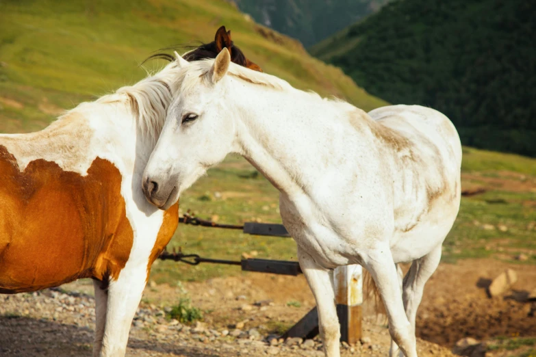 two horses standing next to each other on a dirt road, by Lucia Peka, pexels contest winner, white and orange breastplate, carpathian mountains, white with chocolate brown spots, ready to eat