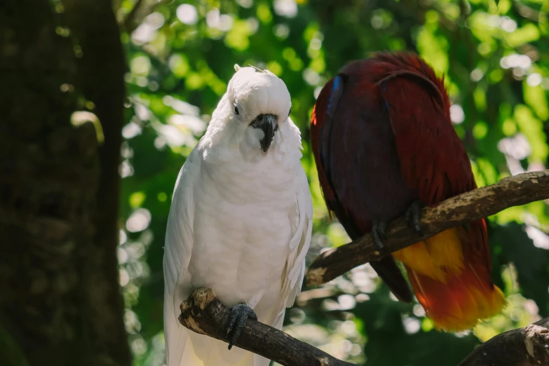 a couple of birds sitting on top of a tree branch, a portrait, pexels contest winner, maroon and white, tropical forest, albino, youtube thumbnail