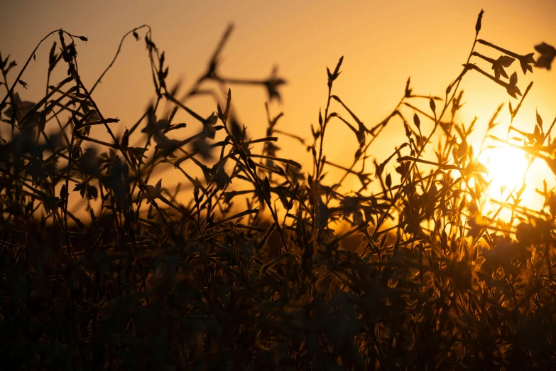 a field of grass with the sun setting in the background, by Jessie Algie, pexels contest winner, brown stubble, harvest, backlit, subtle detailing